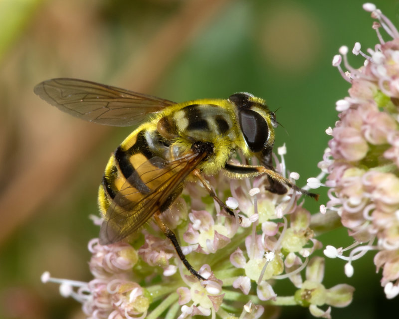 Myathropa florea 24/08/19.jpg