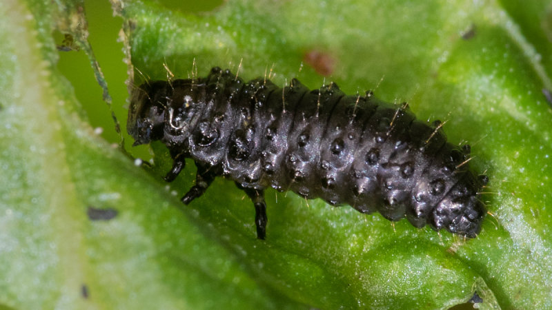 Larva of Green Dock Beetle - Gastrophysa viridula 13/0/919.jpg