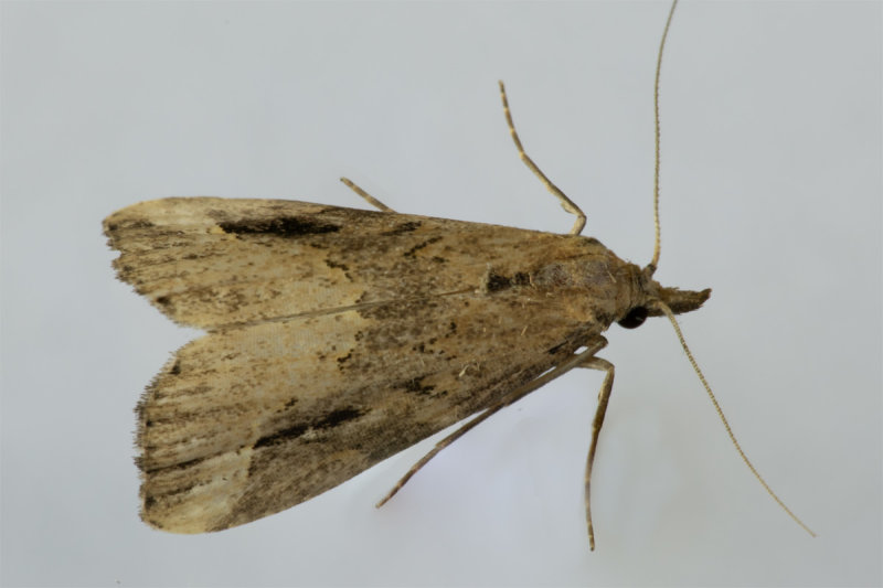 Pinion-streaked Snout Moth 14/09/19.jpg