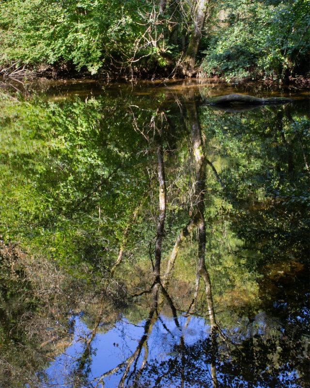 Week 37 - Tree Reflections - Aveton Wood.jpg