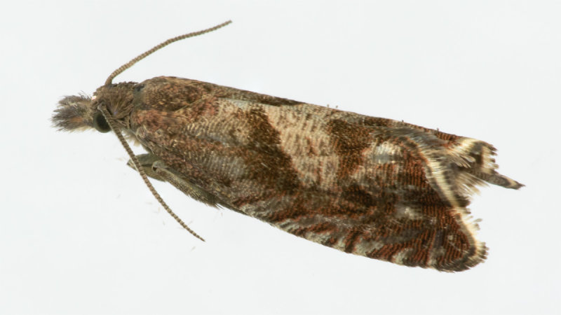 Micro Moth - Dichrorampha acuminatana 21/09/19.jpg
