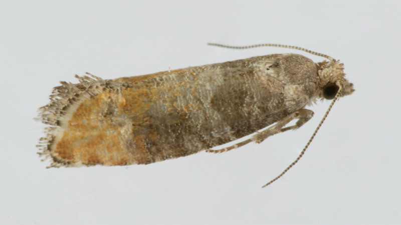 Pine Leaf-mining Moth - Clavigesta purdeyi 21/09/19.jpg