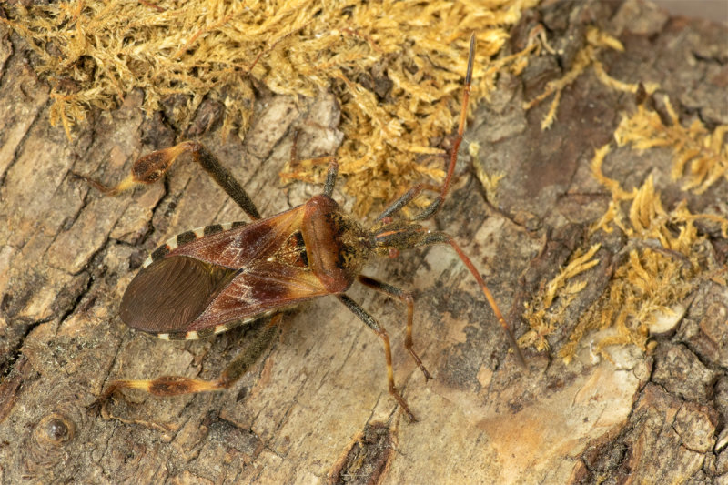 Western Conifer Seed Bug - Leptoglossus occidentalis 21/09/19.jpg