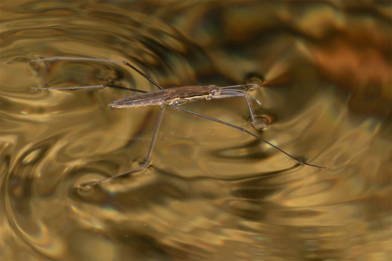 Pond Skater 18/09/19.jpg