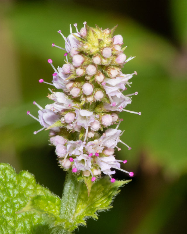 unid_flower_160919.jpg