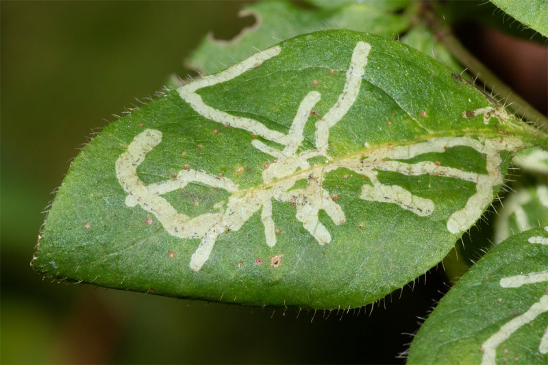 Chromatomyia aprilina leaf mines on honeysuckle 16/09/19.jpg