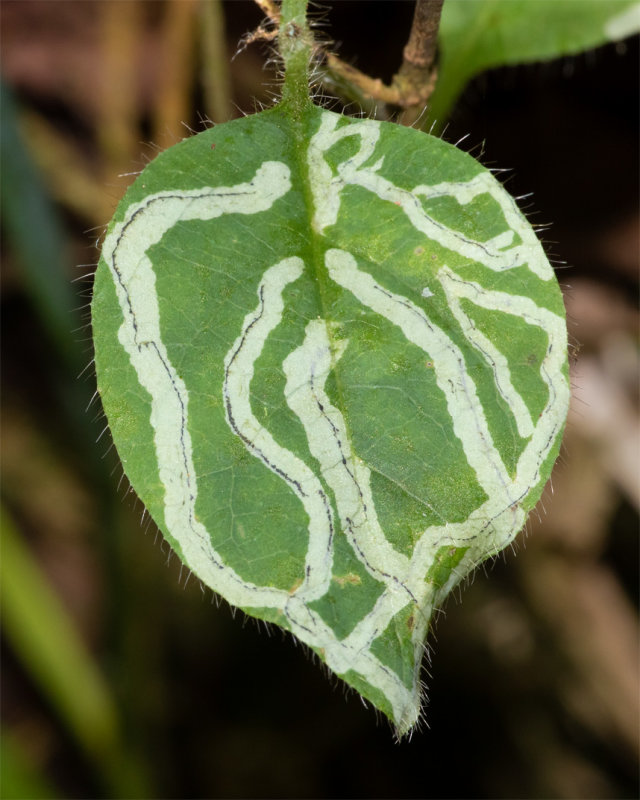 Aulagromyza hendeliana leaf mines on honeysuckle 16/09/19.jpg