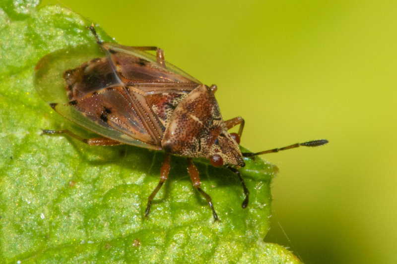 Birch Catkin Bug - Kleidocerys resedae 21/09/19.jpg