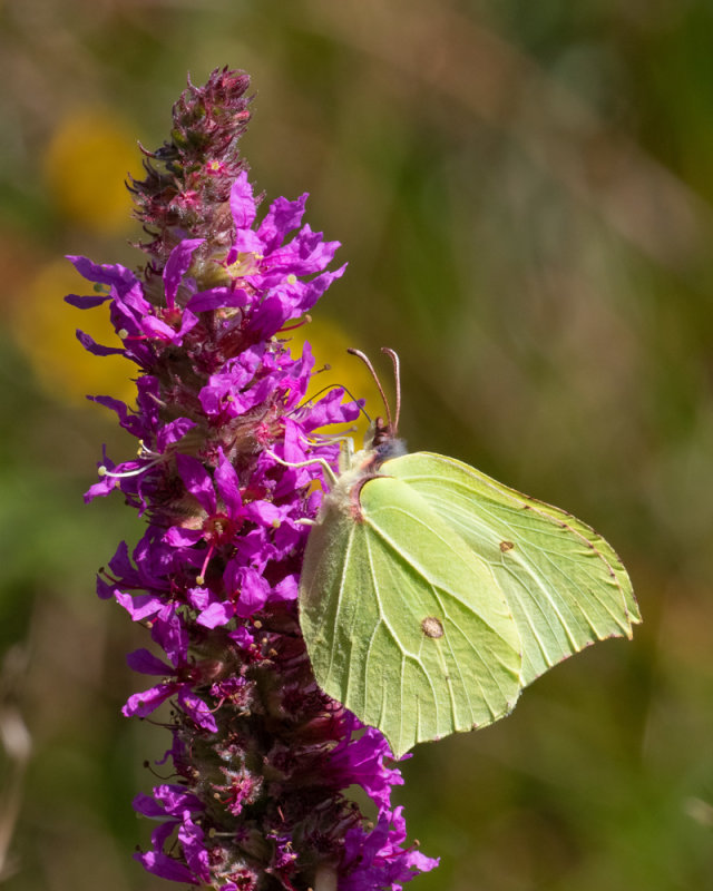 Brimstone on Purple Loosestrife 01/09/19.jpg