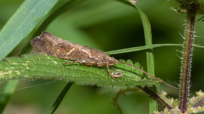 Mottled Sedge Caddis Fly - Glyphotaelius pellucidus 02/09/19.jpg