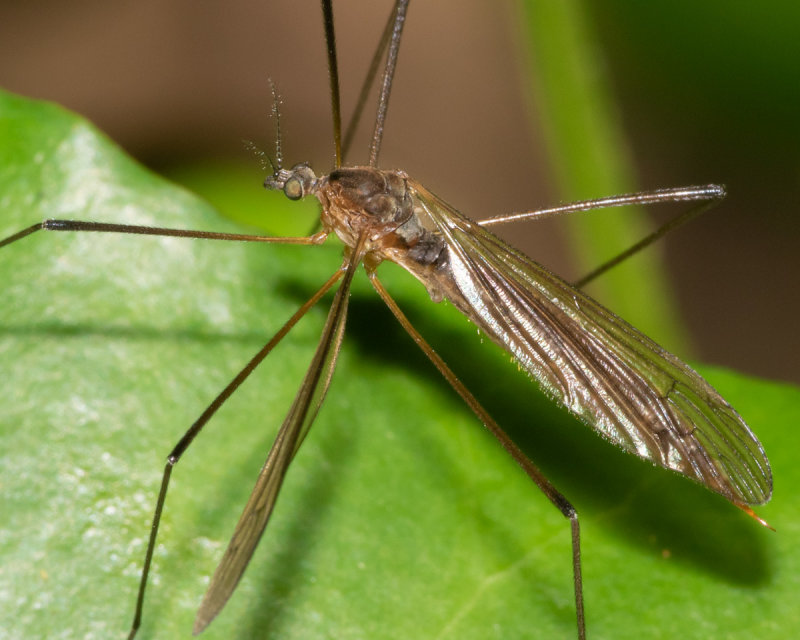 Cranefly - Pilaria discicollis f 02/09/19 closer.jpg