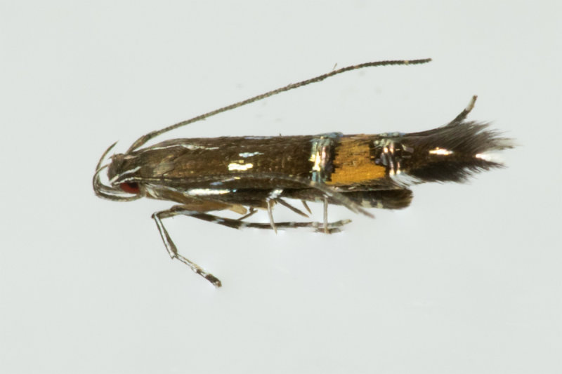 Micro Moth - Cosmopteriix pulchrimella 02/10/19.jpg
