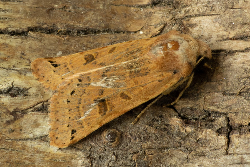 Lunar Underwing Moth 02/10/19.jpg