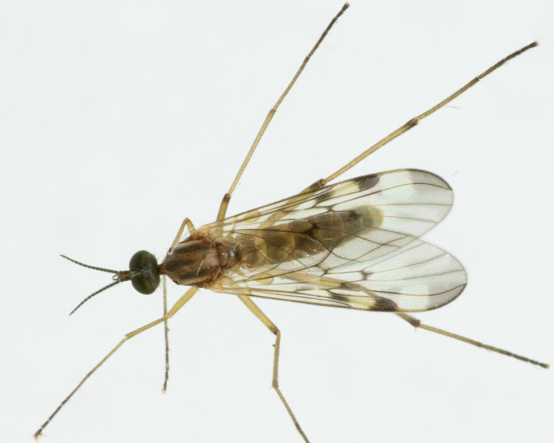 Window Gnat - Sylvicola cinctus 02/10/19_top.jpg