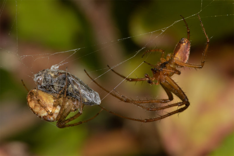 Meta segmenta female & male 06/10/19.jpg