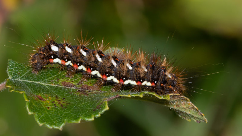 Knotgrass Moth caterpillar 06/10/19.jpg