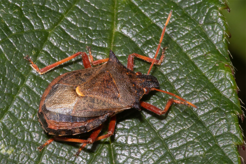 Spiked Shieldbug - Picromerus bidens 06/10/19.jpg