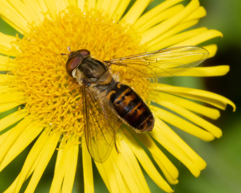Episyrphus balteatus female - dark form 21/09/19.jpg