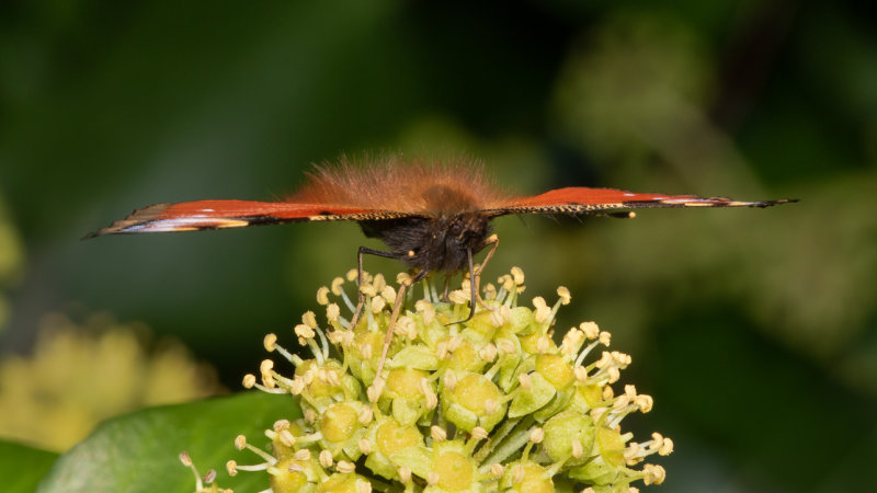 Peacock Butterfly - Inachis io 02/10/19.jpg