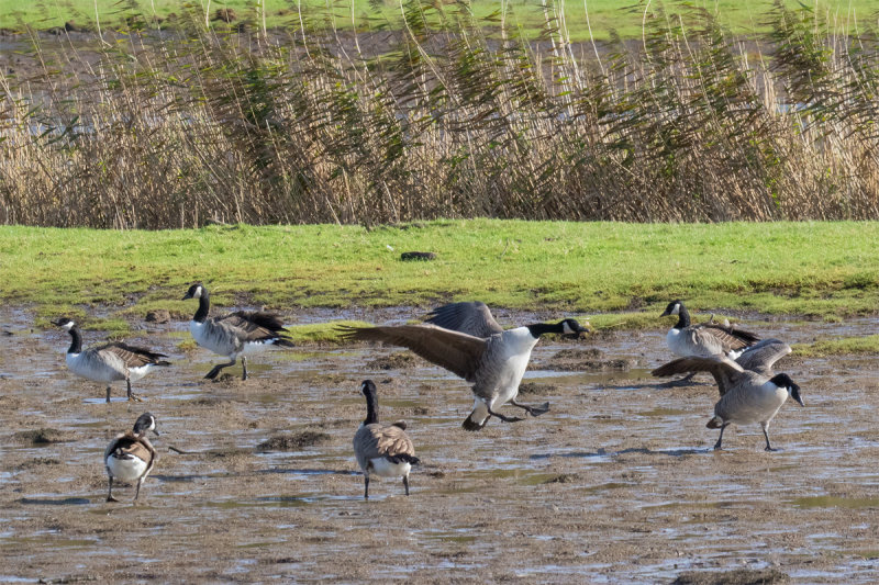 Week 39 - Tight landing space.jpg