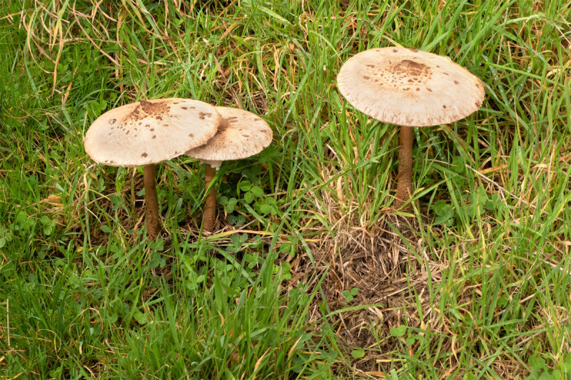 Parasol Mushroom 09/10/19.jpg