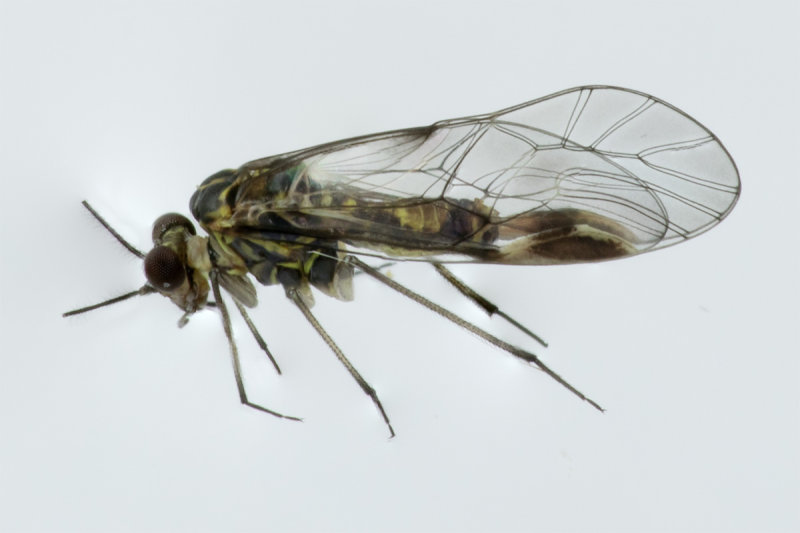 unidentified aphid possibly 13/10/19.jpg