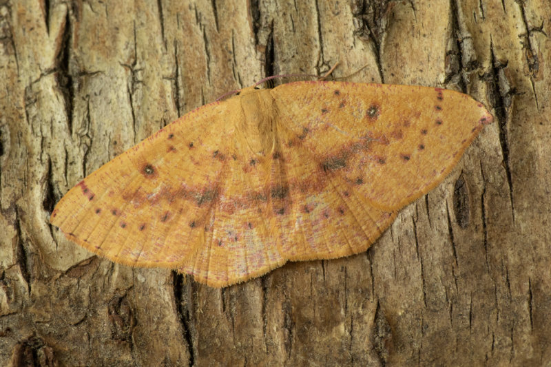 Moth - Blair's Mocha 19/10/19.jpg