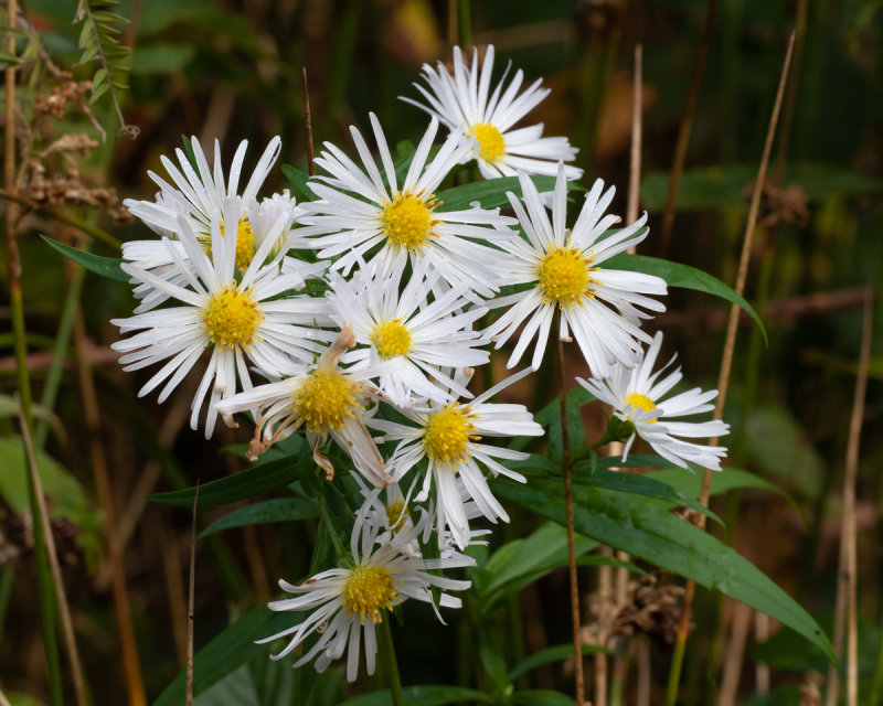 Aster growing wild at Aveton Wood 22/10/19.jpg