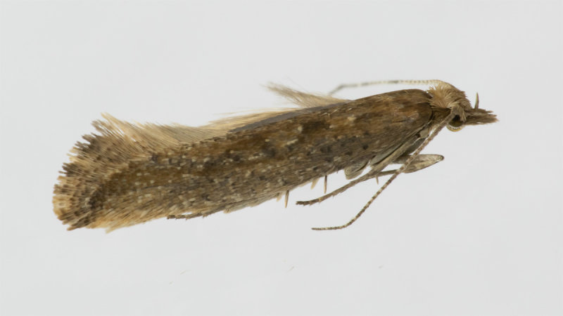 Diamond-back Moth (very dark form) 31/10/19.jpg