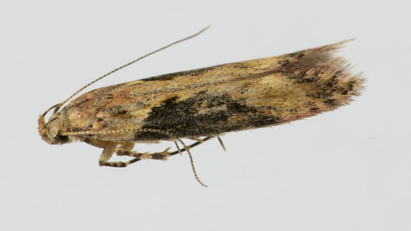 Micro Moth - Scrobipalpa costella 31/10/19.jpg