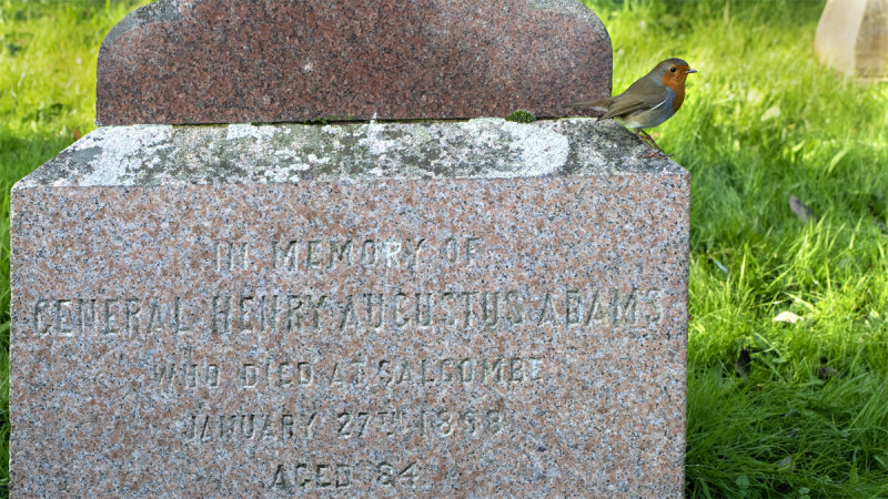 Robin in Shadycombe Cemetery 07/11/19.jpg