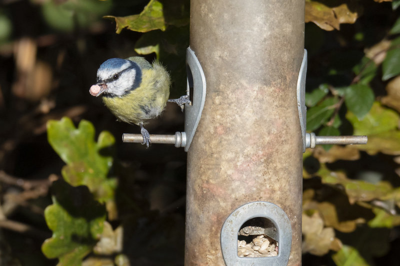 Week 43 - Blue Tit at feeder.jpg