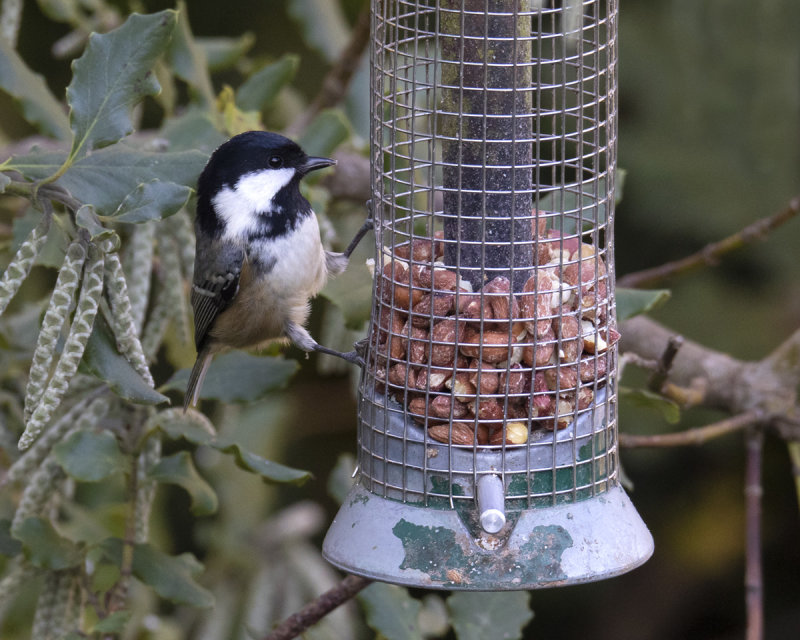 Week 43 - Coal Tit at feeder.jpg