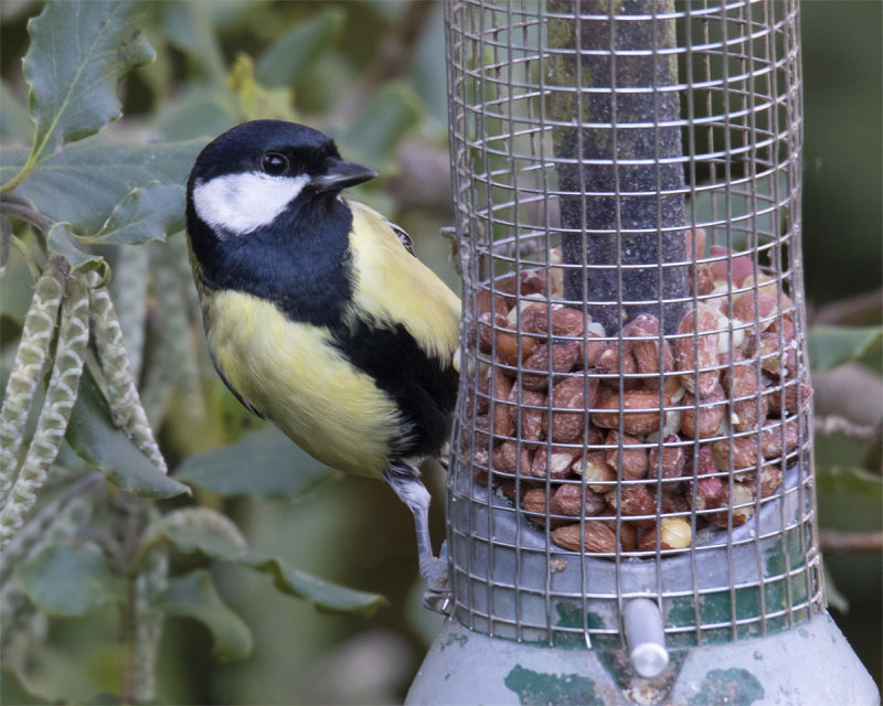 Week 43 - Great Tit at feeder.jpg