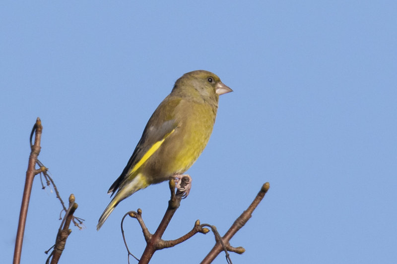 Week 43 - Greenfinch.jpg