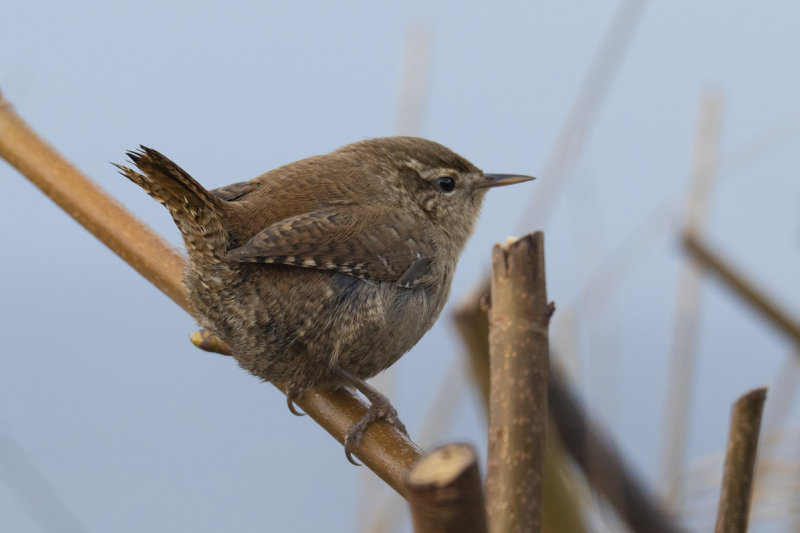 Wren - Troglodytes troglodytes 28/11/19.jpg