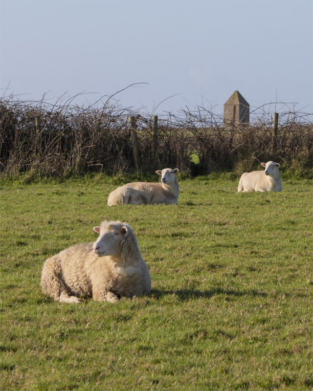 Sheep near Coast Path 10/01/20.jpg