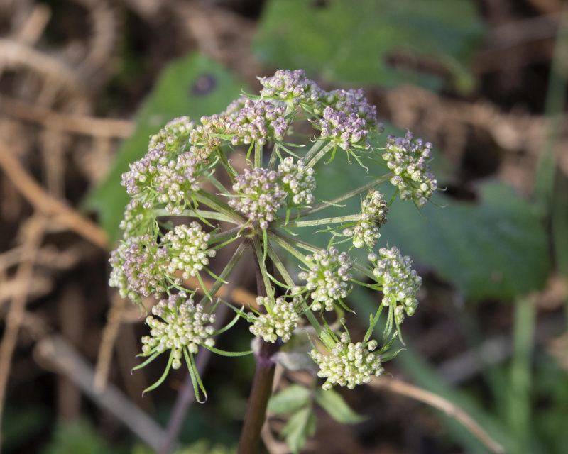 Angelica - either very early or late 08/02/20.jpg