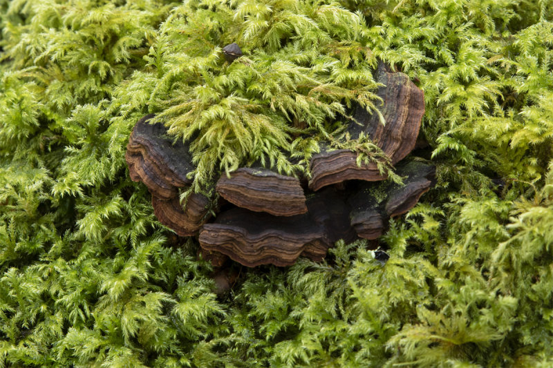 Trametes versicolor under moss 08/02/20.jpg