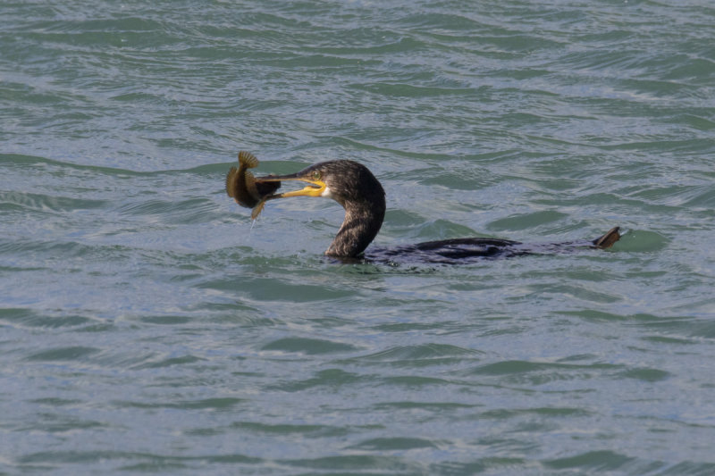 Week 07 - Cormorant with a Blenny 27-02-20.jpg