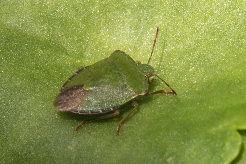 Green Shield Bug - Palomena prasina 02-03-20.jpg