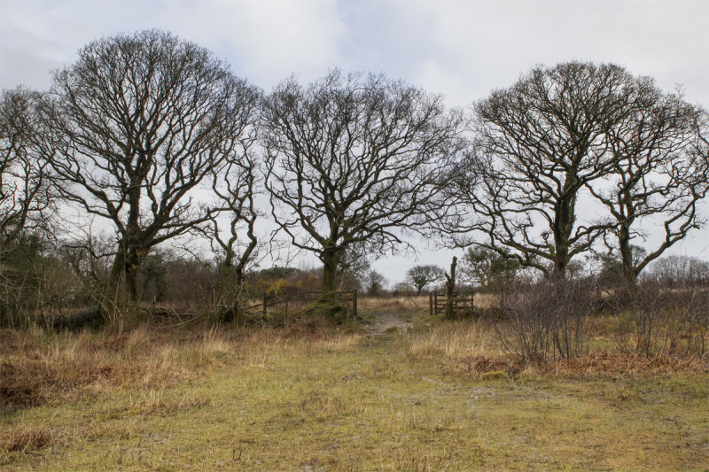 Week 10 - Andrews Wood - A gloomy day.jpg