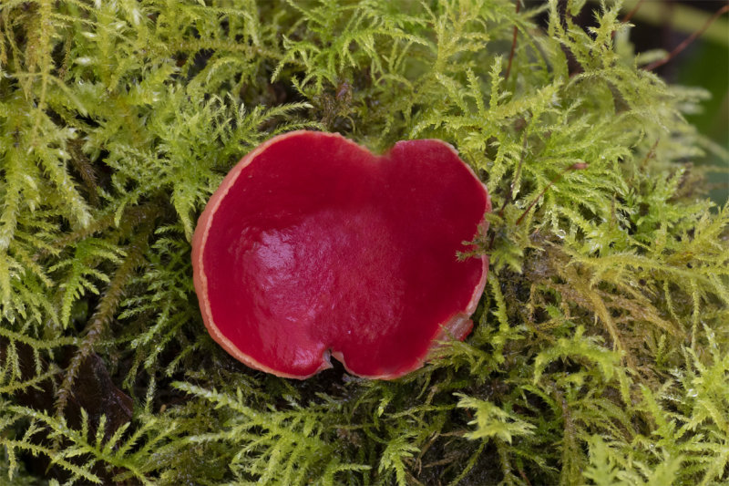 Scarlet Elf Cup 08-03-20.jpg