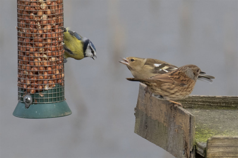 Blue Tit & Chaffinch & Dunnock 09-03-20.jpg