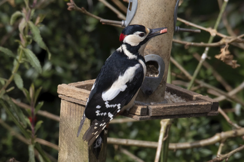 Great-spotted Woodpecker 13-03-20.jpg