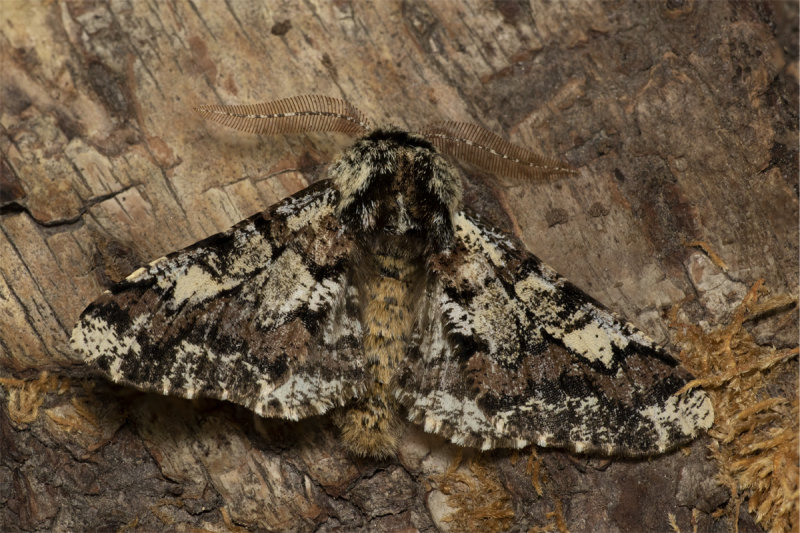 Week 11 - Oak Beauty Moth.jpg