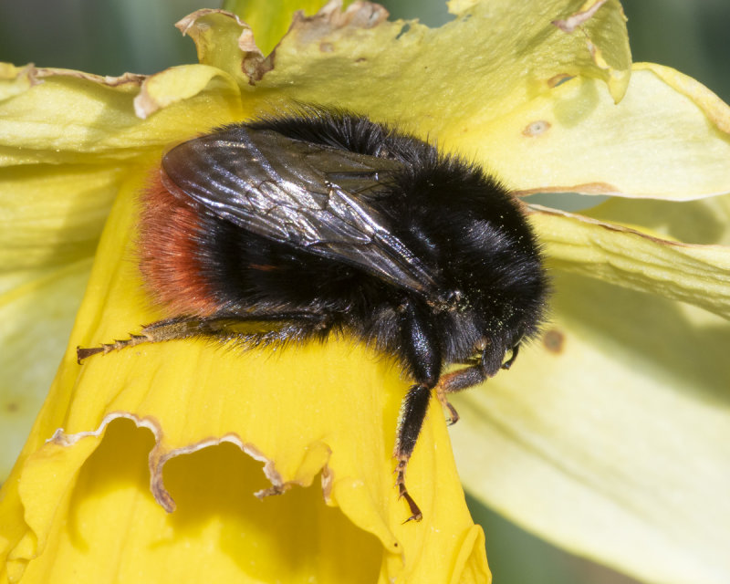 Red-tailed Bumblebee - Bombus lapidarius 25-03-20.jpg