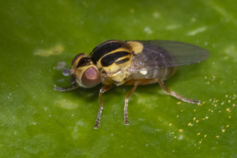 Grass Fly - Chlorops scalaris 25-03-20.jpg