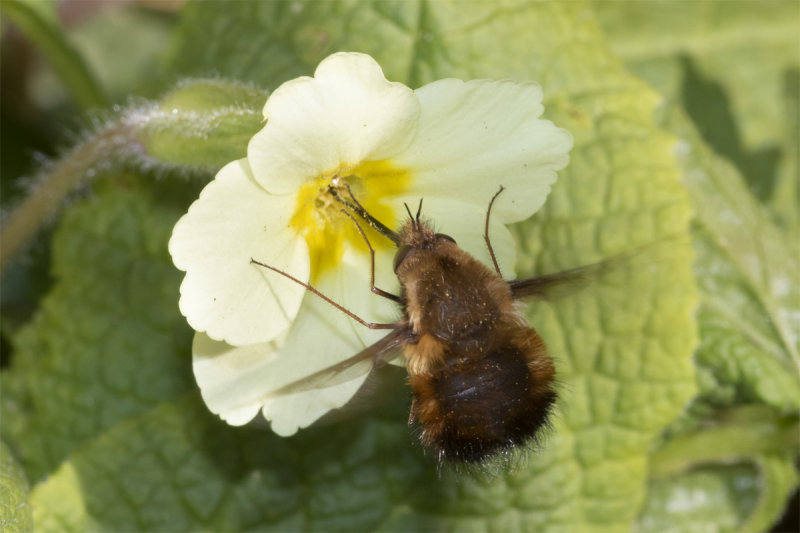 Week 14 - Bee Fly - Bombylius major 04-04-20.jpg