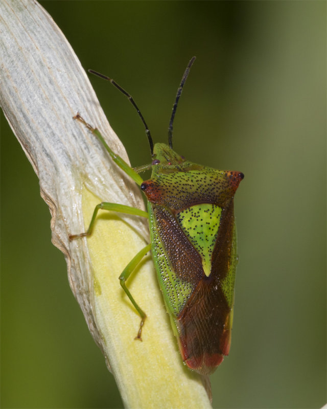 Week 14 - Hawthorn Shieldbug - Acanthosoma haemorrhoidale 04-04-20.jpg